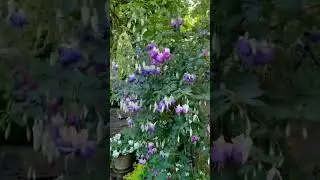 Nature# Beautiful Magic Garden # Hello Holdings