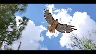 Red-Tailed Hawk or Ferruginous Hawk?