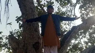 A 37 years old tree