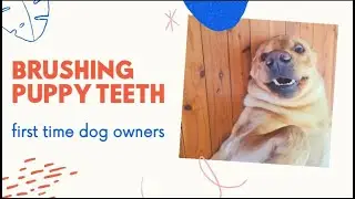 Try to brush dog teeth / First time dog owner labrador puppies training real experience!
