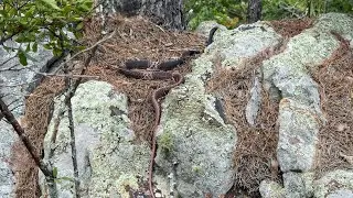 Ouachita Trail - Hike #21: Flatside Pinnacle Trailhead to Highway 9 Trailhead #solohiking #hiking 