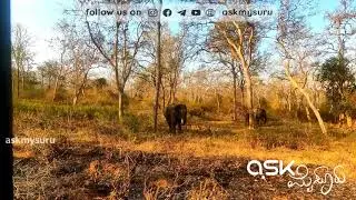 Angry elephant warns and chases safari bus | elephant warnings you must observe | elephant trumpets