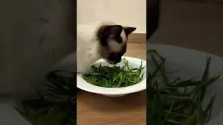 CAT SALAD 🥗 Everyone has the right to greens. 🌿 Alpha The Siamese Cat eating grass