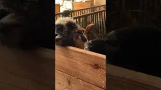 Zoofeeding
