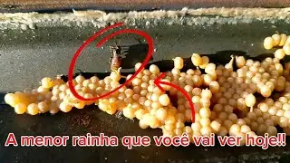 Uma rainha em miniatura e um ninho no freezer! Olhe isso !!! 