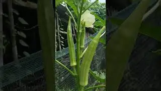 #viral #vegetables #vegetablegrowing #garden #shorts