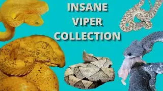 INSANE VIPER COLLECTION*rare vipers* 50 plus