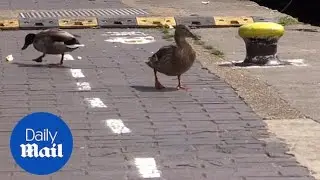 What the duck? Duck lanes on congested canal paths - Daily Mail