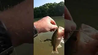Good Ole Ditch Pickle