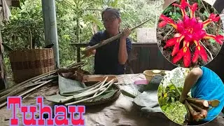 We called it Tuhau || Kadazandusun traditional food of Sabah