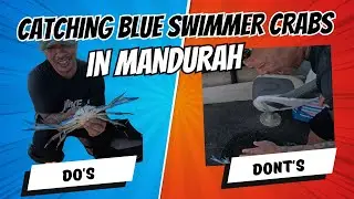 Catching Blue Swimmer Crabs in Mandurah Basics: Do's and Don'ts