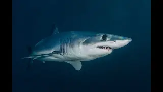 Hai Unterwasserwelt Doku