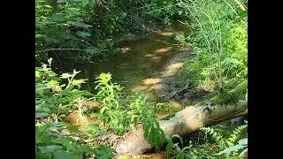 19 07 2025 Arnkielpark und Sankelmarker See