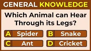 Think You Can Outsmart This Quiz? Only Geniuses Get a Perfect Score