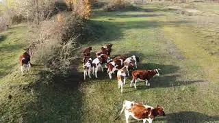 DJI Mavic MINI - netherlands - second flight @ Fort Vuren/Vuren