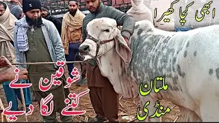 Multan Cow Mandi | Kacha Khera Bachra | Qurbani 2026 | Gahak Ny kitna lga diya | Abluk Nukry Slugger