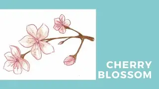 How to draw and paint Cherry Blossom