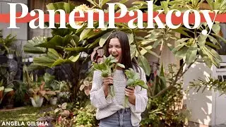 Panen Pakcoy | Hidroponik #Eps1