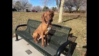 Rocky - 9 Month Old Rhodesian Ridgeback - Dog Training Omaha NE, Off Leash Reliable Dog Training