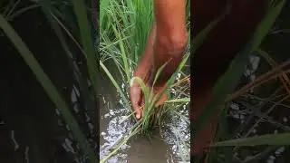 Rice Stem Borer & Its Symptoms #shorts