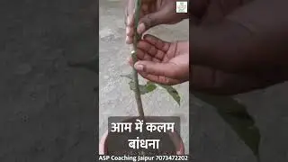 आम में कलम बांधना । ASP OFFICIAL : 9799573146, 7073472202