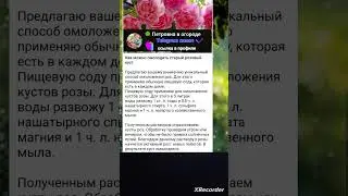 🌹Как омолодить куст Розы