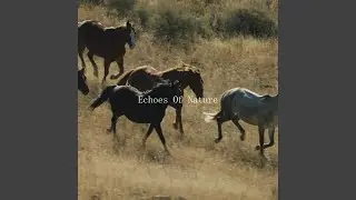 Echoes Of Nature (Instrumental)