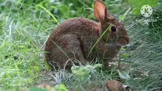 funny animal video cat dog rabbit na parrot viral video content new