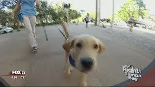 College comes first for future guide dog