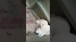 #new #rabbits #new #virall #video #tranding #short #rells