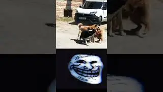 Siberian dancing lady 😂😂🆚 indian street DOGS. #viral #shorts