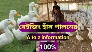 Beijing dark farm 100% information//বেইজিং হাঁস পালনের সঠিক তথ্য //বেজিং হাঁস পালনের পদ্ধতি/