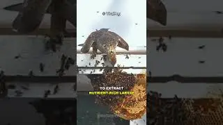 How This Bird Raid Wasp Nest!