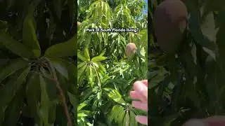 Buy a house, get a mango tree. Only in South Florida. 🥭 #mango #mangotree #southfloridaliving