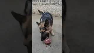 My German shepherd dogi eating meat #germanshepheard #cuteanimal #animals #pets #dog #dogshorts #dog