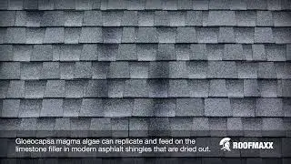 Want to know why your roof gets algae stains?