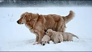Part 1: They Were Abandoned in the Freezing Cold — A Dog Family and a Cat Family’s Fight to Survive
