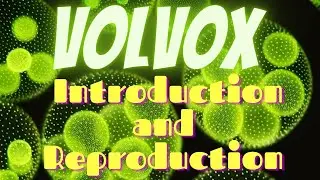 LECTURE 3: VOLVOX: INTRODUCTION AND REPRODUCTION IN VOLVOX | BSC, ADS, BS,MSC| Hindi/Urdu