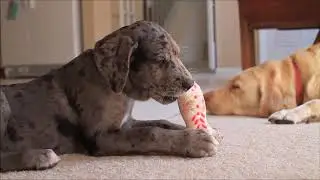 Relaxing music for dogs | This music to help your dog relax | Music for sleep