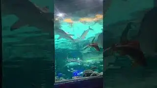 can you see the sea turtle? #shark #greenseaturtle #fish #aquarium #brighton #sealife #wildlife