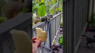 My autistic Genius has a pet 😊