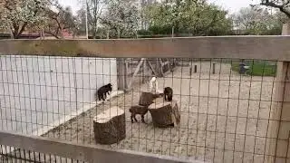 Dwerggeit lammetjes Zijn aan het spelen Nelleke is de mama van haar eigen lammetje
