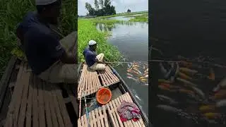 #fish #fishing #carpfishing #pangasfish #carp #villagelife #fishingvideo #shorts