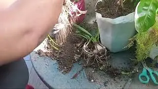 Transplantando amarilis y filodendro