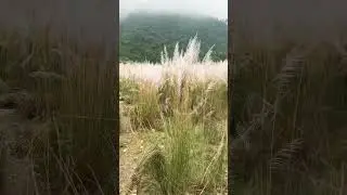 #viral #likeme #nature #youtubeshorts