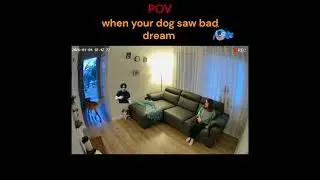 Dog saw a bad dream! 😱🐶#cat#trending #usa #funny #ytshorts #viral #reels #pets #dogs #foryou #dog