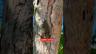 Cicadas Insect 🦟 || Cicadas First Time On camera #cicada #cicadas #insects #insect #wildinsect