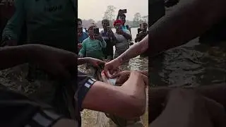 Wow! Amazing Polo Fishing Videos ! Best Big Fish Catching ! Primitive Technique fishing #fish #india