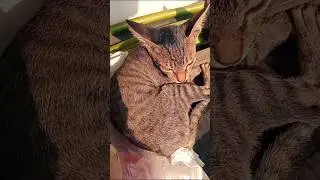 आज संडे है ना #cat funny #cat comedy# trending # short #viral# video#