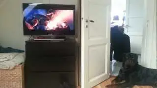 Sammy Howling at The Caribou crossing (The Polar Express)